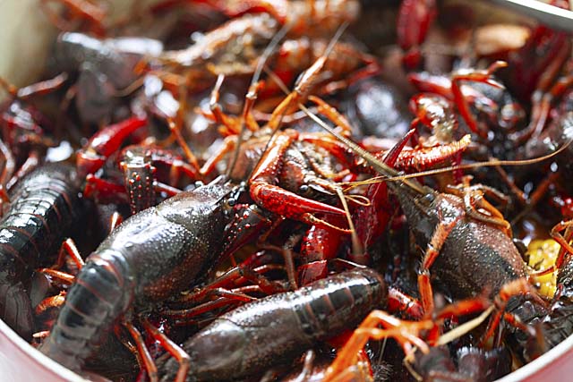 Adding live crawfish to the pot to make crawfish boil.