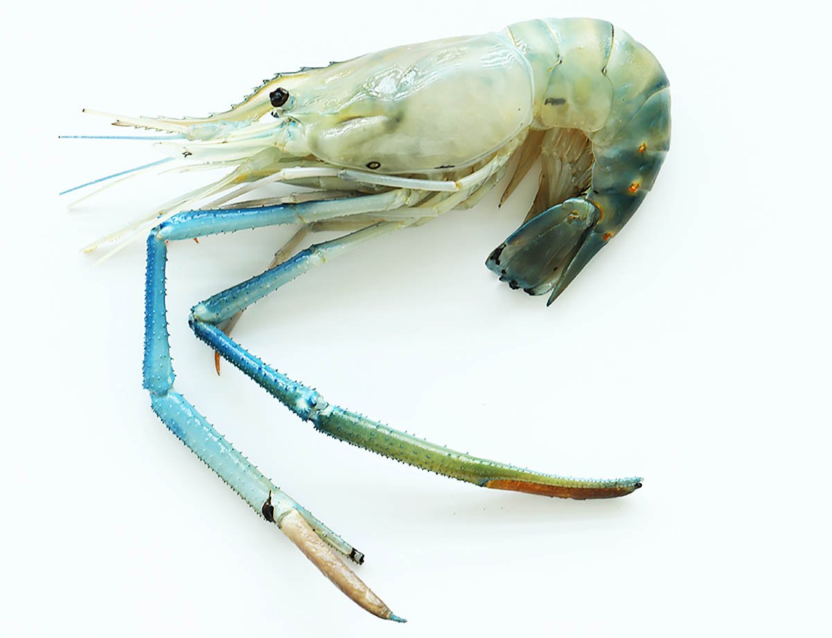 Fresh water prawn. 